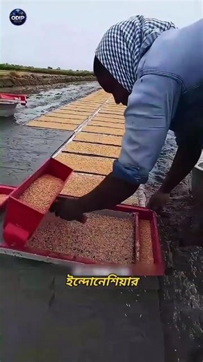 Why Indonesia Produces So Much Rice 🌾 (The Secret Will Shock You!)