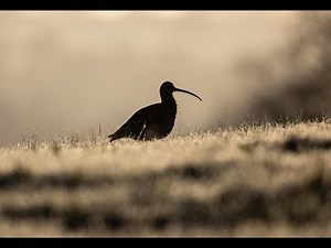 The Curlew by David Gray