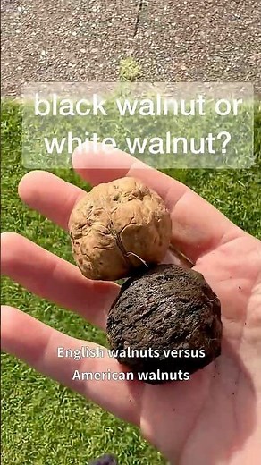 White walnuts vs black walnuts? 🤔🌳English (Juglans regia) American (Juglans nigra) #survival