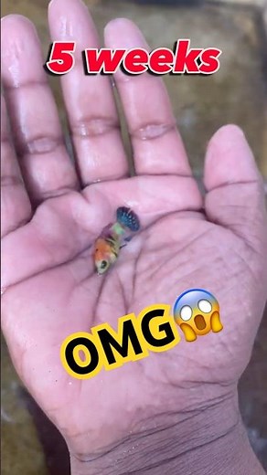 Alien betta grow 👽 #betta #bettafishtank #wildbetta