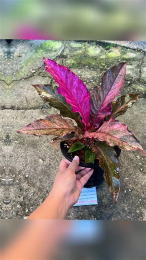 Hii, Everyone. I have Anthurium Jenmanii Pink , Black , Yellow And many type of Anthurium From Thailand . “Please DM. me if you are interested” ☘️Anthurium From Thailand🇹🇭 #AnthuriumJenmaniiPink #ThaiAnthurium #AnthuriumHookeriVarigated #AnthuriumPlowmaniiVariegated #anthuriumoborvarigata