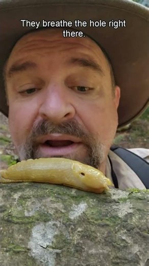 What Is That Slug Hole For? #naturelovers #bananaslug #redwoodforest