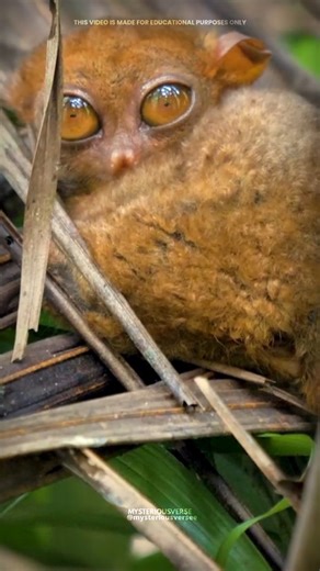 MysteriousVerse on Instagram: "Colugo Explained: Nature’s Real Glider 🪂"