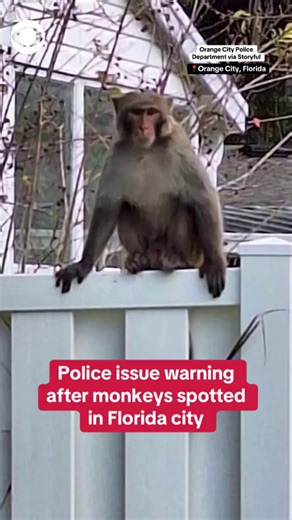 24K views · 73 reactions | Monkeys have been spotted roaming in central Florida recently — and local police issued a warning to residents. https://cbsn.ws/3BB3ZyQ | CBS News | Facebook
