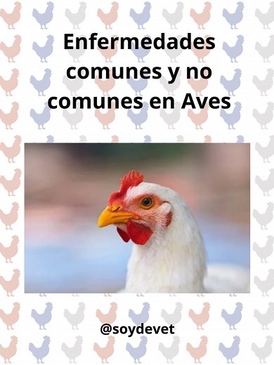 Este material audiovisual constituye una guía académica breve y estructurada sobre las principales enfermedades comunes y menos frecuentes que afectan a las aves ponedoras y de engorde. Para ti que eres estudiante de medicina veterinaria es una herramienta clara y didáctica que te facilita la comprensión de los signos clínicos, los métodos de prevención y las estrategias de manejo sanitario en la producción avícola moderna. Guarda, comenta y comparte 💚 #soydevet