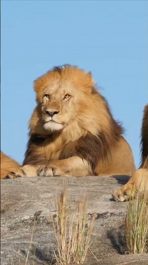 The Lion - Rest, Teeth and Tongue - Facts #5 & 6