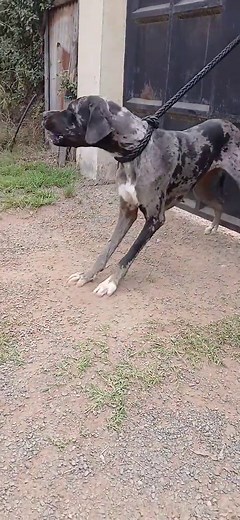 Effective Aggression Training for Great Danes