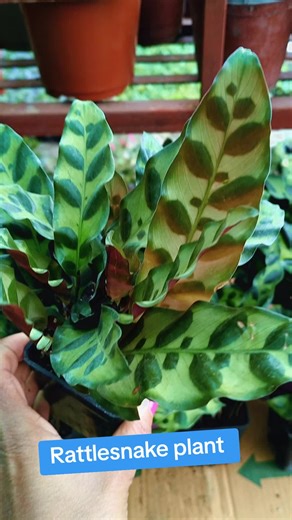 Rattlesnake Plant Now Available at Lumbini Nursery