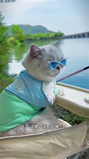 🐈🐟I have a cute little kitten that goes fishing for me! Do you think I should reward it today?#love