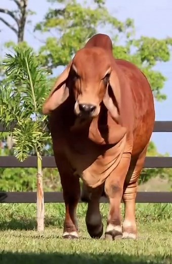 Exploring the Beauty of Red Brahman Cattle