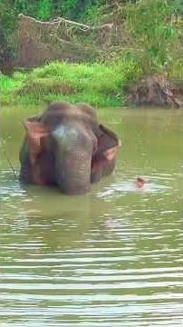Can Elephants REALLY Swim? The Truth Will Blow Your Mind!