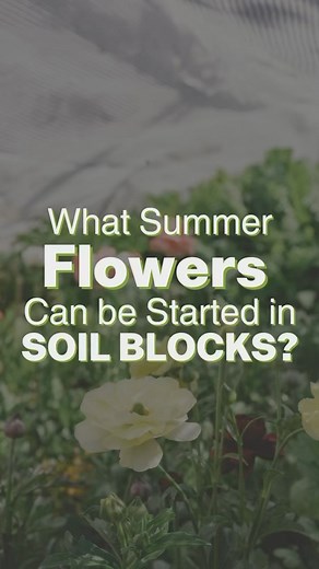 Short answer… Most flowers do well in a soil block ☺️ Soil blockers are great for flower varieties that like to be surface sown, those with tiny seeds. They are also good for seeds that grow slowly at first and don’t need much space. After planting into your compressed blocks, we recommend watering from below using a bottom-watering tray. While some prefer a flat bottomed tray without holes, we prefer a mesh-style tray and a bottom tray without holes to prevent oversaturation. Once your soil blo