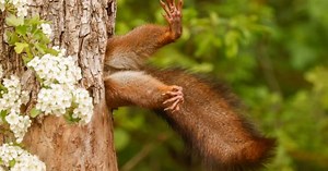 Quais foram as fotos mais engraçadas de animais selvagens em 2024? Confira ganhadores do concurso