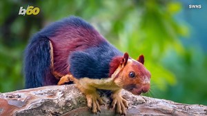 These photos of giant, multi-colored squirrels are stunning