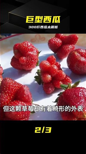 世界上最大的蔬菜水果，西瓜居然能長到300斤，震驚我的三觀 #巨型西瓜 #315斤 #种植挑战 #震撼瞬间 #农业记录