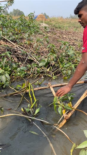 push net fishing video