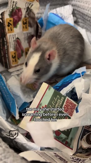 Understanding Pet Rat Behavior: Why They Scream