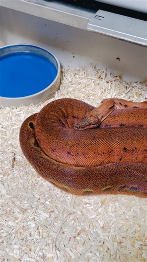 Female Hypo IMG Scoria we’ve paired with a Ghost Devil. #snakecountry #hypoimg #hypoimgscoria #imgscoria #scoriaboa | Greg Cruikshank