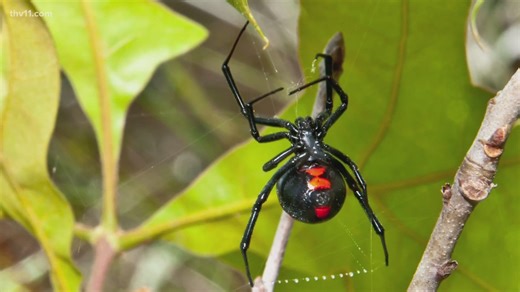 Experts urge to keep an eye out for venomous spiders this summer