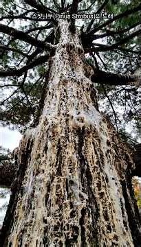#스잣나무(Pinus Strobus)의 노래 #mwlee작사
