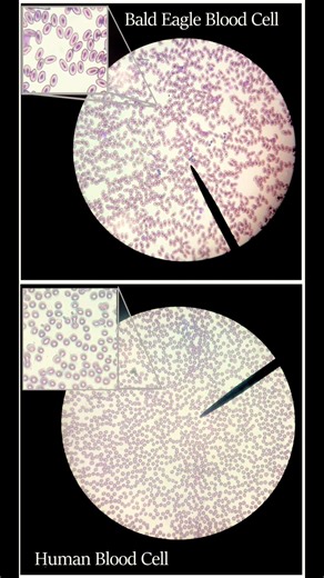 Human vs. Bird Red Blood Cells #didyouknow #birdbiology