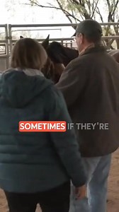 Less is more when doing The Masterson Method! In this clip, Jim Masterson shares a key insight with some students about the Lateral Cervical Flexion Technique. If we encounter a horse with significant restriction—or even an arthritic neck—the best approach is to do less! Rather than applying more pressure, we soften our hands and use a gentle motion, allowing the horse to release tension naturally. This subtle shift can make all the difference in unlocking comfort, relaxation, and mobility. Have