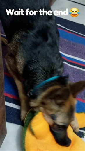 classic Roxy 🤷 #dogshorts #germanshepherd #roxy #cute #dog