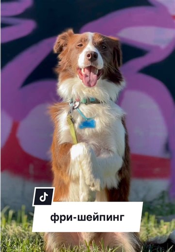 #dogtok #dog #swiftdog #догхаус #свифтдог