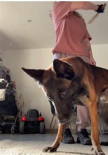 #dog #malinois #dogtraining