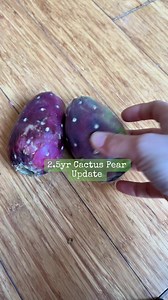 2.5yr Cactus Pear Update | Plant Growth Progress