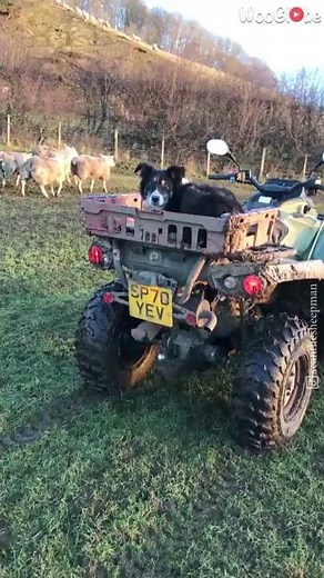 Border Collie Herds Sheep Perfectly || WooGlobe