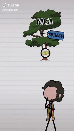 Angiosperms are, on average, harder than gymnosperms. #trees #plants #biology #learnontiktok #tiktokpartner