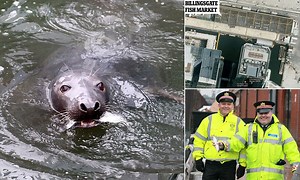 Hungry Sammy the seal visits historic Billingsgate Market every week for 10 years to be fed salmon by porters