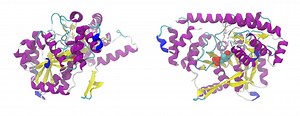 New Compound Inhibits Inflammatory Response in Lupus | Immunology