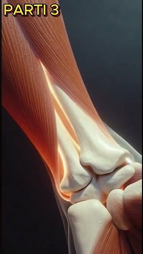 Supination — The Opposite Motion