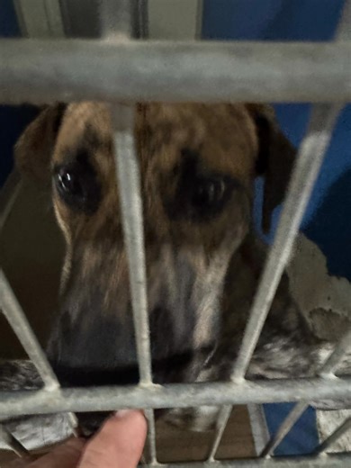 4.5K views · 84 reactions | We have the most amazing dogs waiting…and waiting! | Happy Tails | Facebook