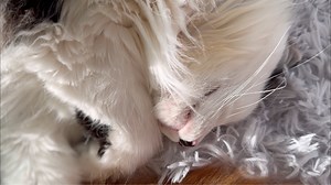 8K views · 2.7K reactions | The best way to start off the week is with a few moments of relaxation, meditation and cats. (Turn your device horizontally for the ultimate effect) Music: Morning in Xustans Artist: Emy Phelps & Darol Anger Meta Sound Collection: https://bit.ly/46nAeLe | The Oreo Cat | Facebook