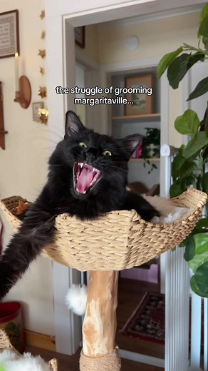 Managing Feline Hyperesthesia in Cats