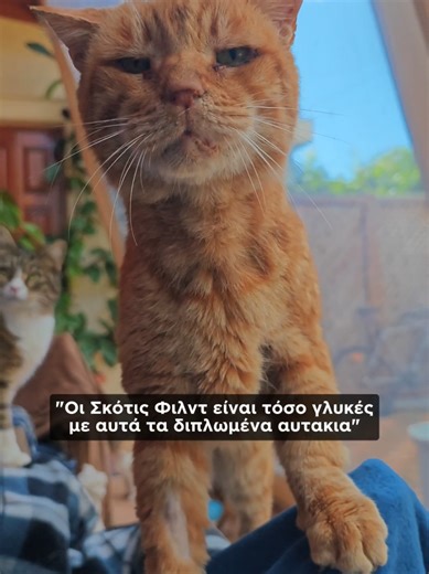 .. οποιος συμφωνεί καρδουλωνει ❤️ ☝️ Μόνο μην γυρνάμε στην αντίστροφη προκαταληψη, να λέμε ότι οι αδέσποτες γάτες είναι καλύτερες από τις γάτες που ανήκουν σε κάποια φυλή.. #tsitsosthecat #γατες #γατακια #τικτοκ_ελλαδα #ελληνικοτικτοκ