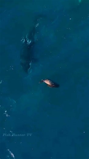 Incredible Moment Killer Whales Hunt A Sea lions 🦭🐋😱 . . #killerwhales #orcawhales #orcas #sealions #oceanlife #marinelife #FishHunterTV | FishLife world TV
