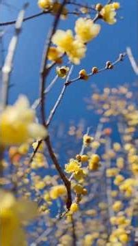 おばちゃんたちのメイキングメモリー ろうばいの郷 #おばちゃん #ランチ #群馬観光 #メモリー #ドライブ#ランチ