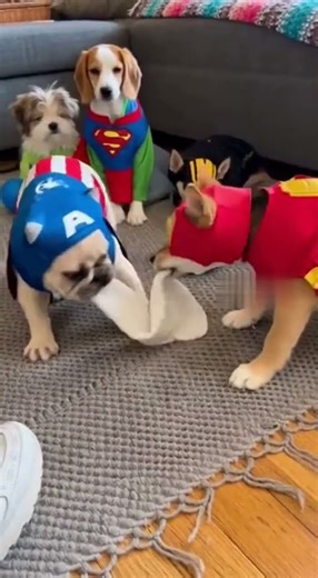 Civil War: The Sock Battle 🧦🐶💥 | Avengers… But They’re Dogs! 😂