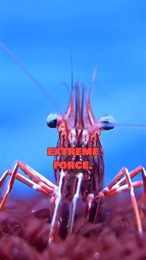 The Pistol Shrimp Creates Shockwaves Hotter Than the Sun’s Surface