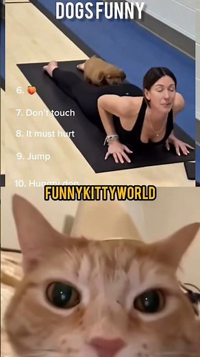 These Cats Have The BEST Reactions 😹 | Try Not To Laugh Challenge #cat #trending #shorts