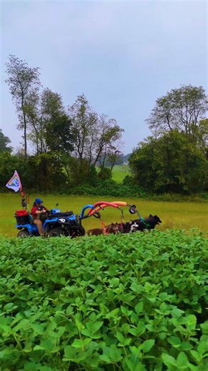 WooFDriver | Under rainy skies ATVing the Huskies as they don’t mind their “All Weather Coat” keeps them relatively dry! #DogRoading | Instagram