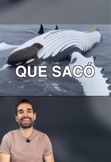 Busca Orcas para SALVAR Desconocidos Las ballenas jorobadas detectan cacerías de orcas a kilómetros de distancia. Y van a interrumpirlas. En el 89% de los casos la presa no era de su especie. Publicado en Marine Mammal Science. #marcosconecta #humpback #orca #animals #nature ¿Qué opinas? Te leo 👇🏼
