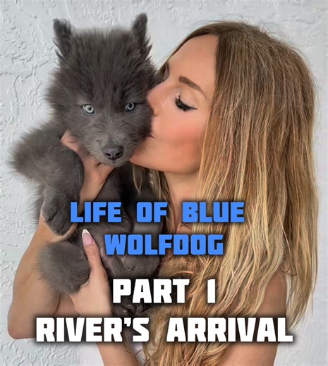 Part 1 of ‘Life of Blue Wolfdog’. In this short episode we watch River arrive to meet Anneka in Florida when he’s 8 weeks old. There are 5 parts to this episode which involve ‘meeting the public and socialisation’, ‘feeding raw’, ‘potty training’ and ‘River being introduced to other dogs and the vet’. . . . #lifeofbluewolfdog #bluewolf #bluewolfdog #wolfdog #wolfdogtraining #wolfdogbehavior #mybluewolf #wolfdogpuppy #wolfcub #RiverandOcean #animalwatch | Anneka Svenska