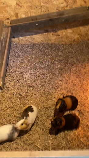 Squeaking Guinea Pig Sounds: Cute Guinea Pig Squeeks