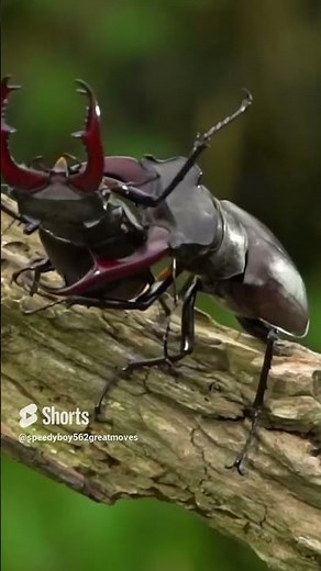 two beatles engage in fighting