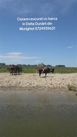 https://casabadeamurighiol.ro/ Excursii cu barca in Delta Dunării pe canale ascunse, pelicani, nuferi, coloniile de păsări, caii si natura sălbatică. Cazare in Murighiol la pensiune 3 stele in Delta Dunării, camere confortabile, mâncare delicioasa traditionala, liniștite și natura, ideal pentru vacanta in Delta Dunării. #deltadunarii #excursiicubarca #apusindelta #cazaredelta #casabadeamurighiol